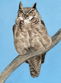 Great Horned Owl